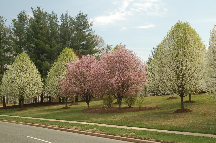 cherry and apple trees